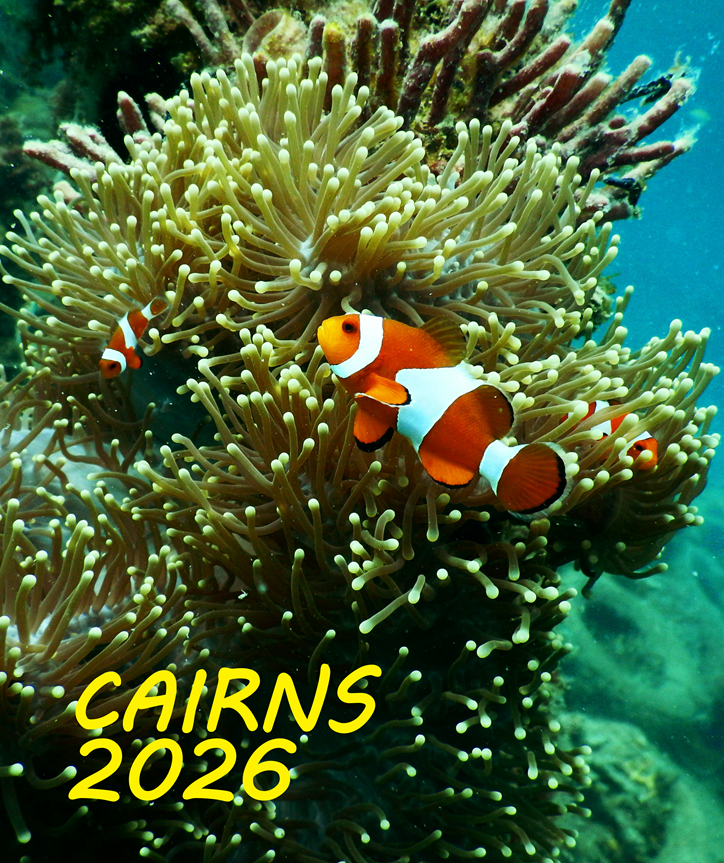 Cairns Coral Reef with Clownfish